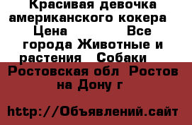 Красивая девочка американского кокера › Цена ­ 35 000 - Все города Животные и растения » Собаки   . Ростовская обл.,Ростов-на-Дону г.